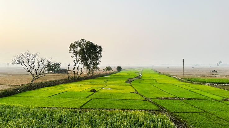 Lush green fields of fertile agricultural farm land stretching across a rural landscape. Secure high-yield farming plots and long-term land investments in Hapur and Meerut with our expert Real Estate Services in Delhi NCR.